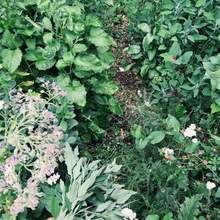 Load image into Gallery viewer, Foraging for Wild Edible Plants ~ Online Video Foraging Course
