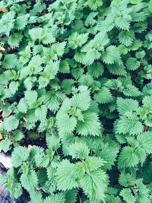Stinging Nettle