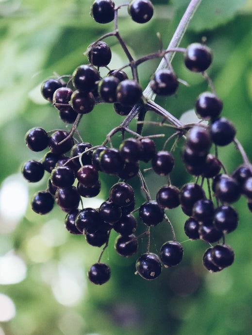 Elderberry & Elderberry Syrup