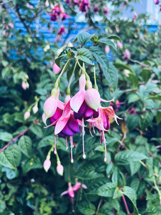Fucshia spp