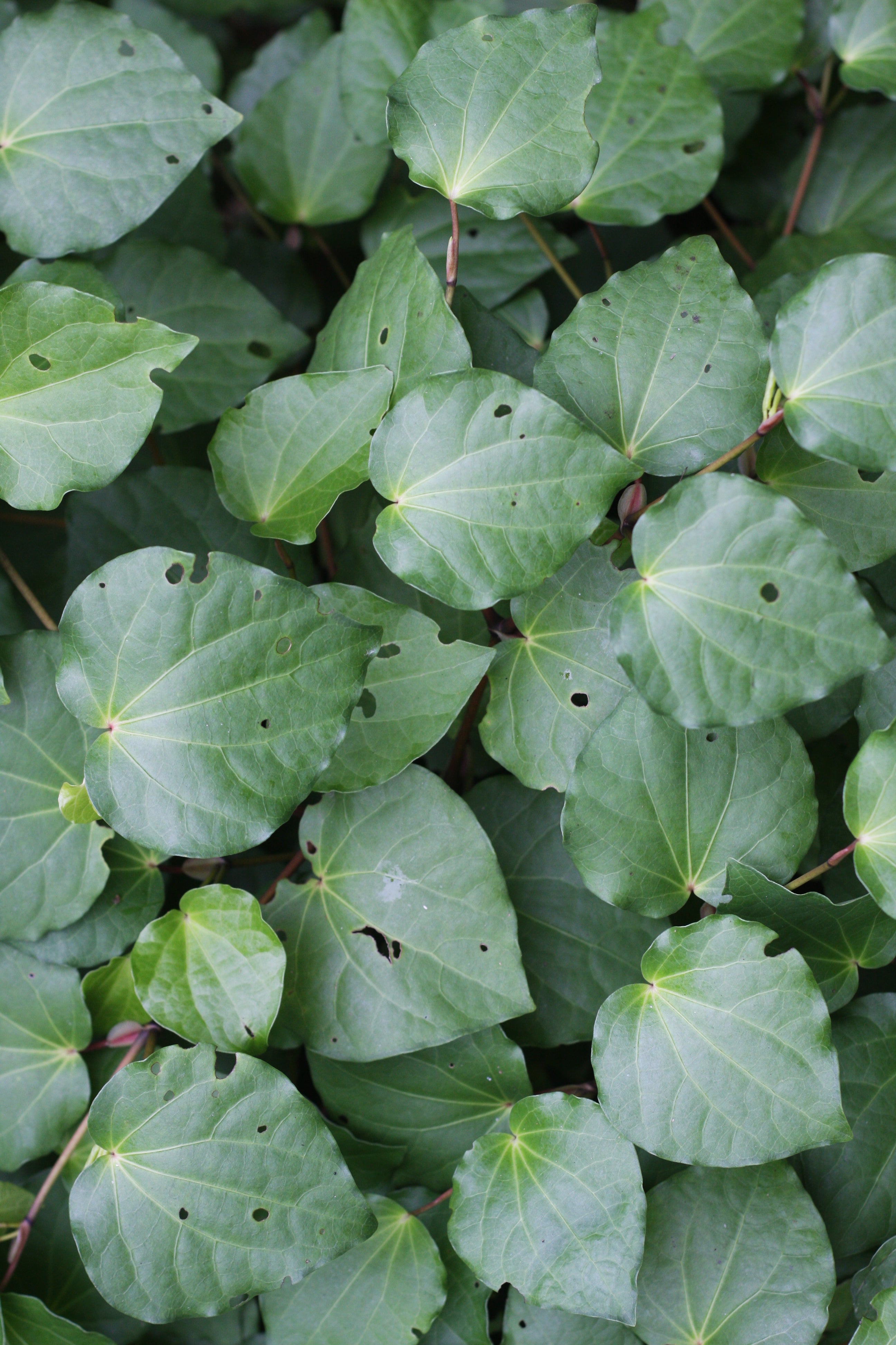Kawakawa – Homegrown Botanica