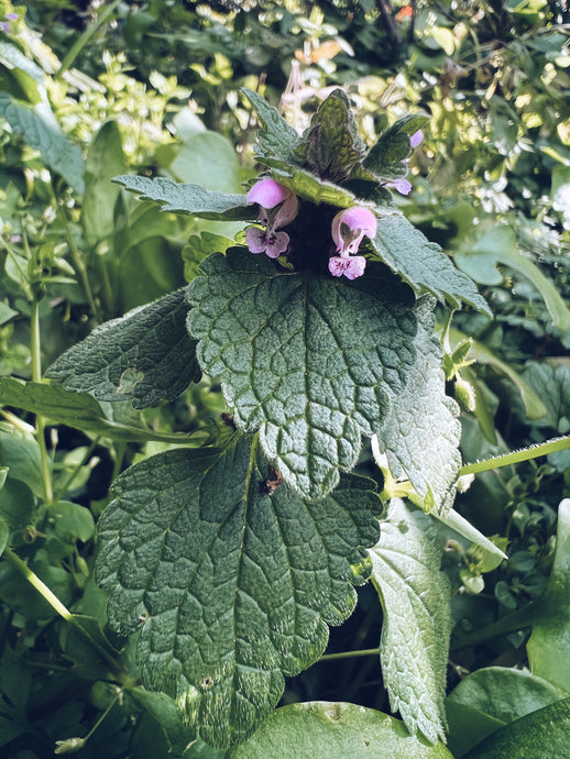 Purple Dead Nettle Butter Recipe