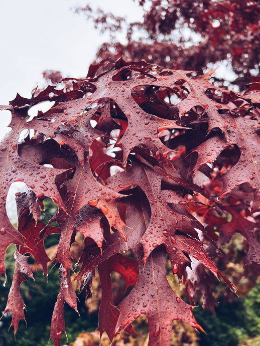 Oak