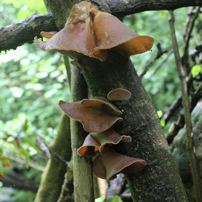 Hakeke / Wood Ear Fungus