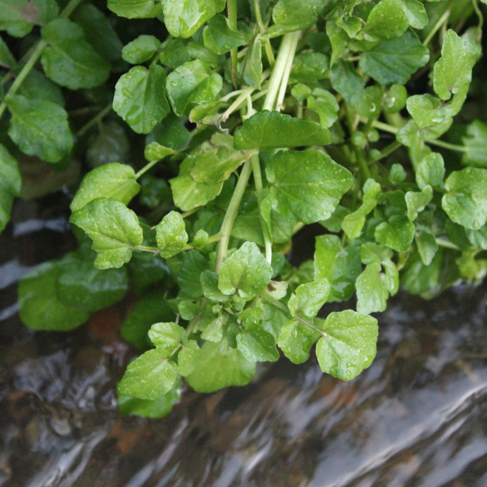 Watercess ~ Nasturtium officinale