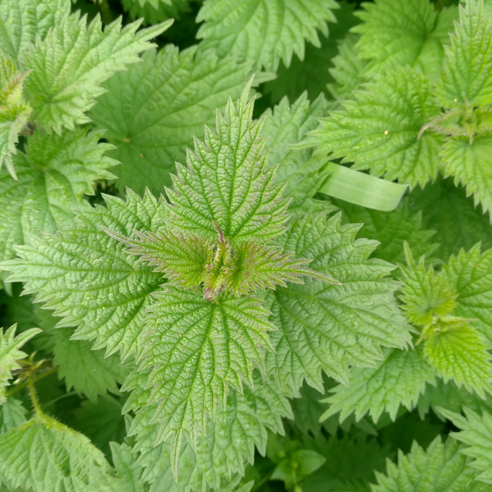 More about Stinging Nettle