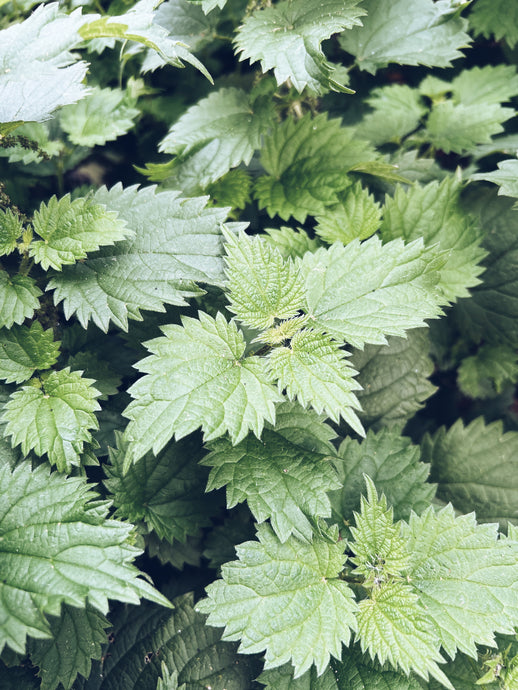 Stinging Nettle