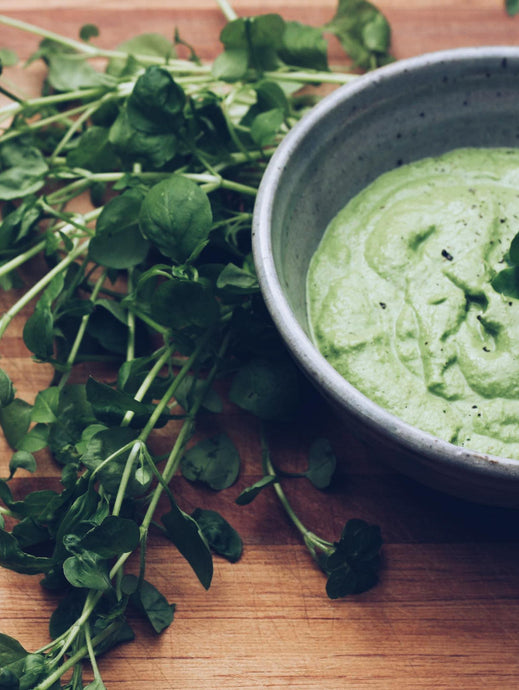 Chickweed Pesto Recipe