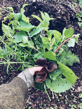 Load image into Gallery viewer, Kapiti Urban Foraging Workshops - Homegrown Botanica
