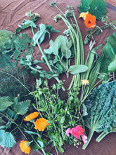 Load image into Gallery viewer, Kapiti Urban Foraging Workshops - Homegrown Botanica
