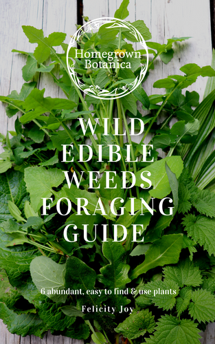 Wild Edible Weeds Foraging Guide Cover learn to forage