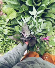 Load image into Gallery viewer, Kapiti Urban Foraging Workshops - Homegrown Botanica
