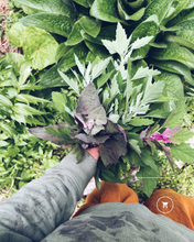 Load image into Gallery viewer, Wellington Foraging Workshops - Homegrown Botanica
