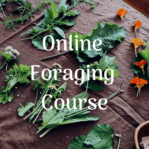 Online Foraging Course ~ Video Content