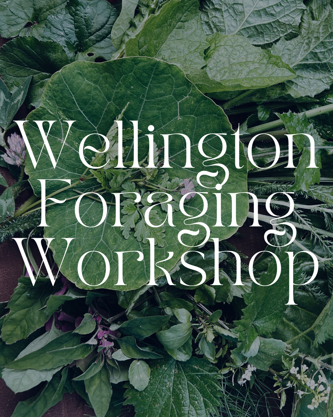 Wellington Foraging Workshops