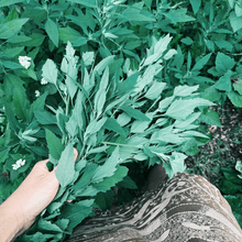 Load image into Gallery viewer, Foraging for Wild Edible Plants ~ Online Video Foraging Course - Homegrown Botanica
