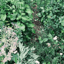 Load image into Gallery viewer, Foraging for Wild Edible Plants ~ Online Video Foraging Course - Homegrown Botanica
