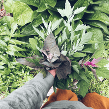 Load image into Gallery viewer, Foraging for Wild Edible Plants ~ Online Video Foraging Course - Homegrown Botanica
