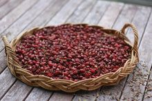 Load image into Gallery viewer, Wild Rosehip Infused Facial Oil - Homegrown Botanica
